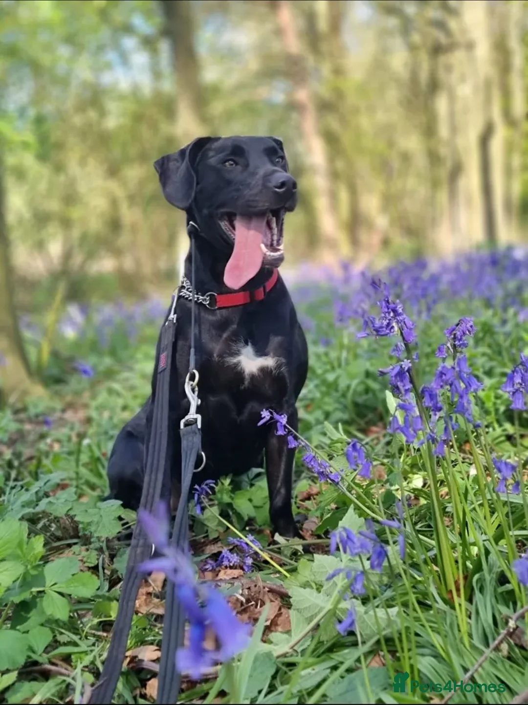 Mixed Breed dogs for adoption: Teddy - Advert 1