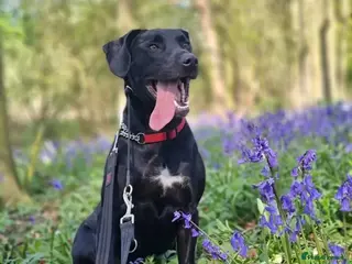 Mixed Breed dogs Teddy - Advert 15