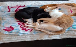 Mixed Breed cats for sale: A male kitten and a 11 month old female cat  - Image 2