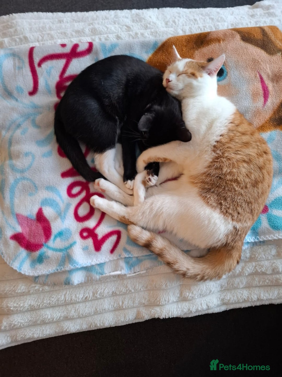 Mixed Breed cats for sale: A male kitten and a 11 month old female cat  - Image 2