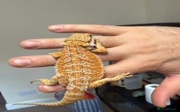 Bearded Dragon reptiles for sale: 🔥🔥🔥 BABY BEARDED DRAGONS 🔥🔥🔥 4 LEFT 🔥🔥 - Image 8