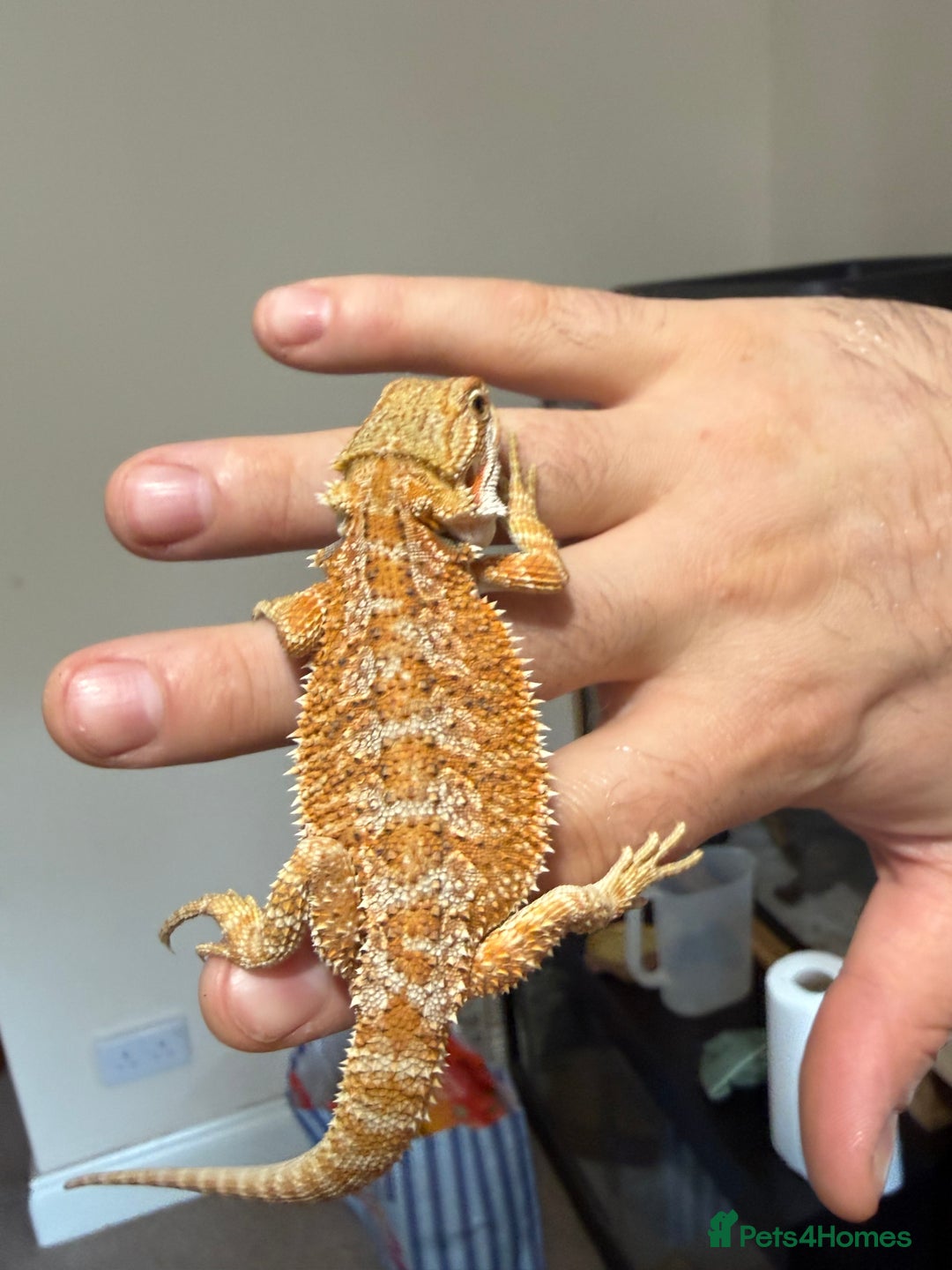 Bearded Dragon reptiles for sale: 🔥🔥🔥 BABY BEARDED DRAGONS 🔥🔥🔥 4 LEFT 🔥🔥 - Image 8