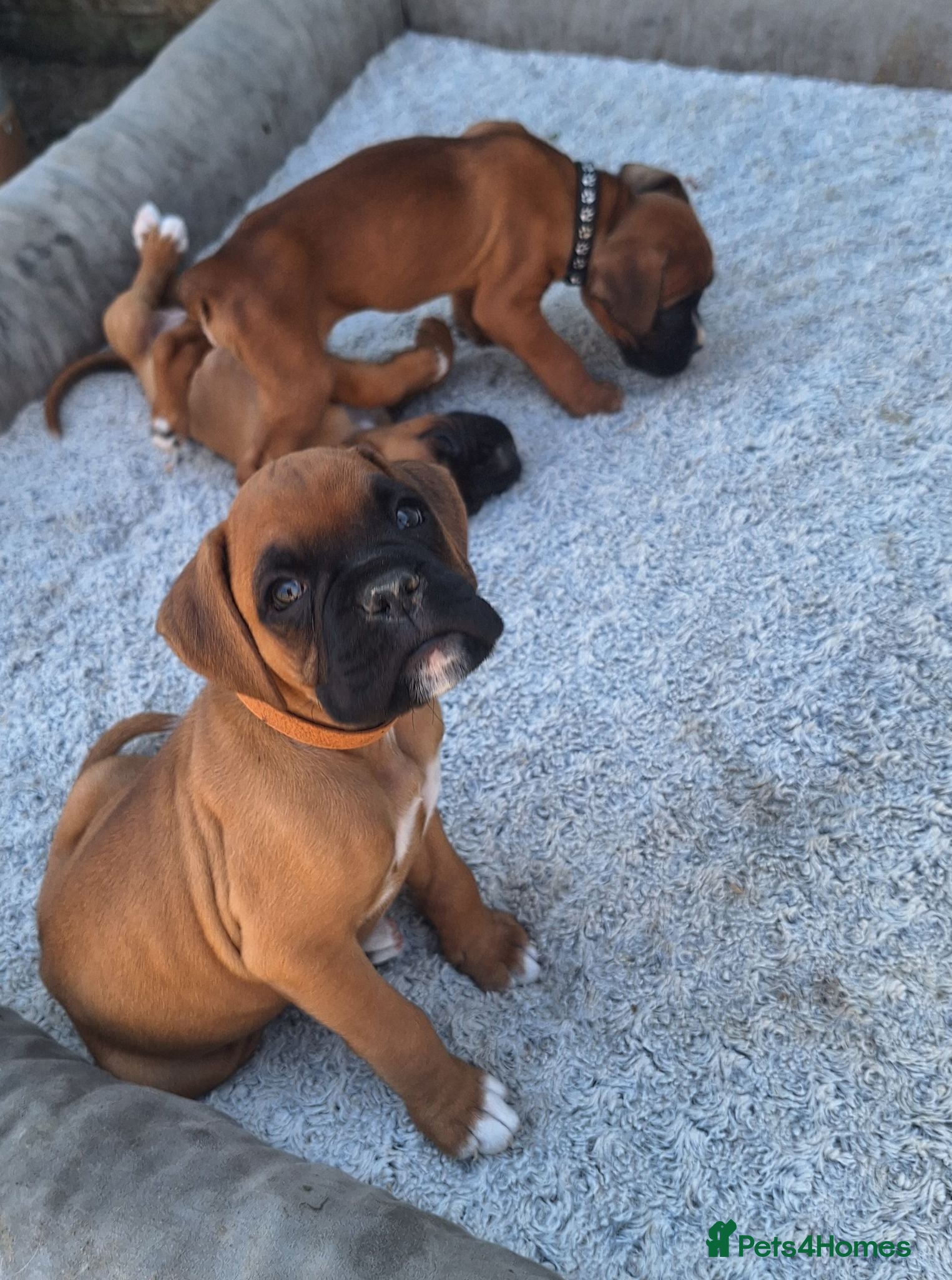 Boxer dogs Boxer puppies kc registered 5 star council licence - Advert 14