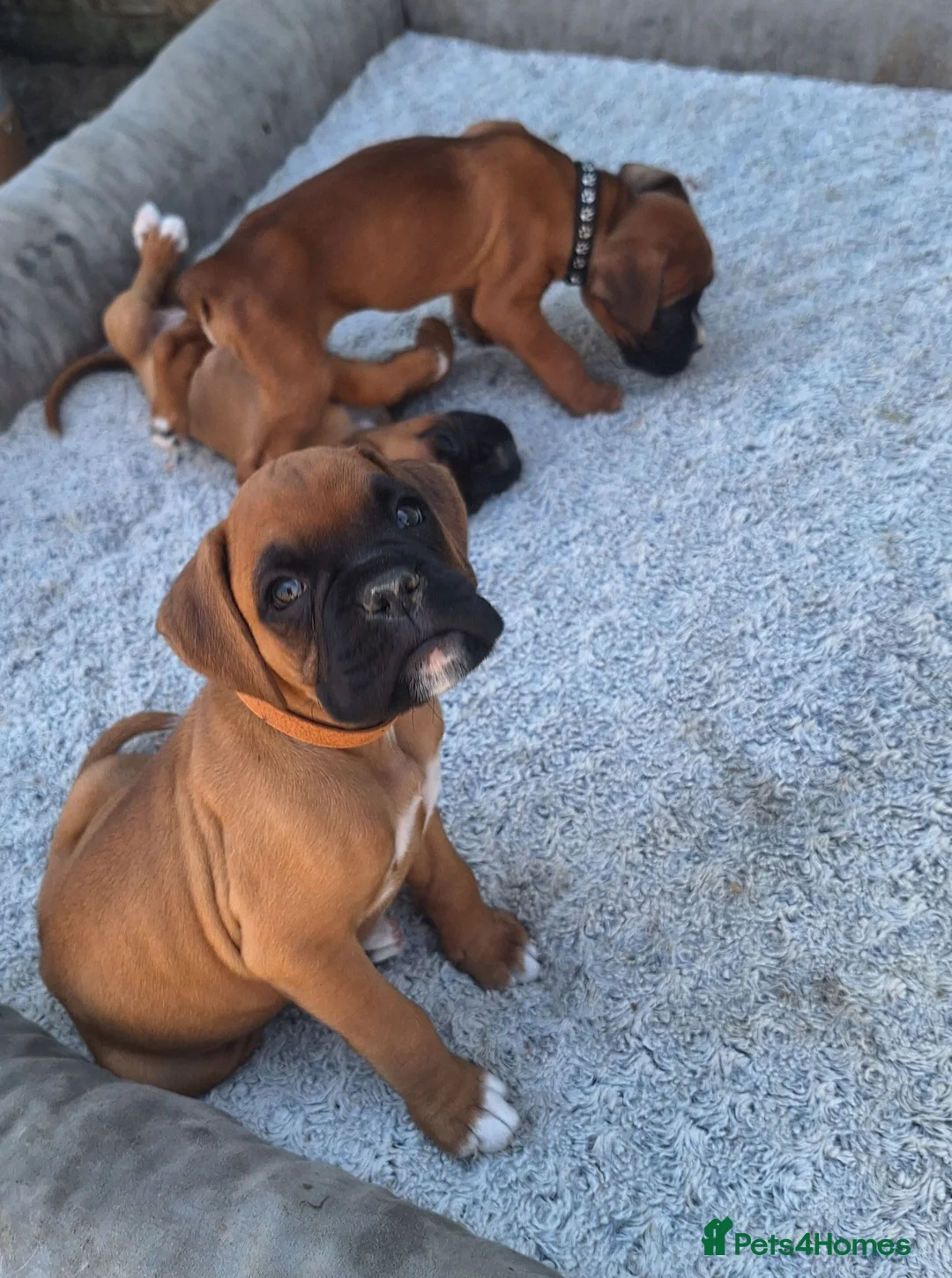 Boxer dogs for sale: Boxer puppies kc registered 5 star council licence - Advert 2
