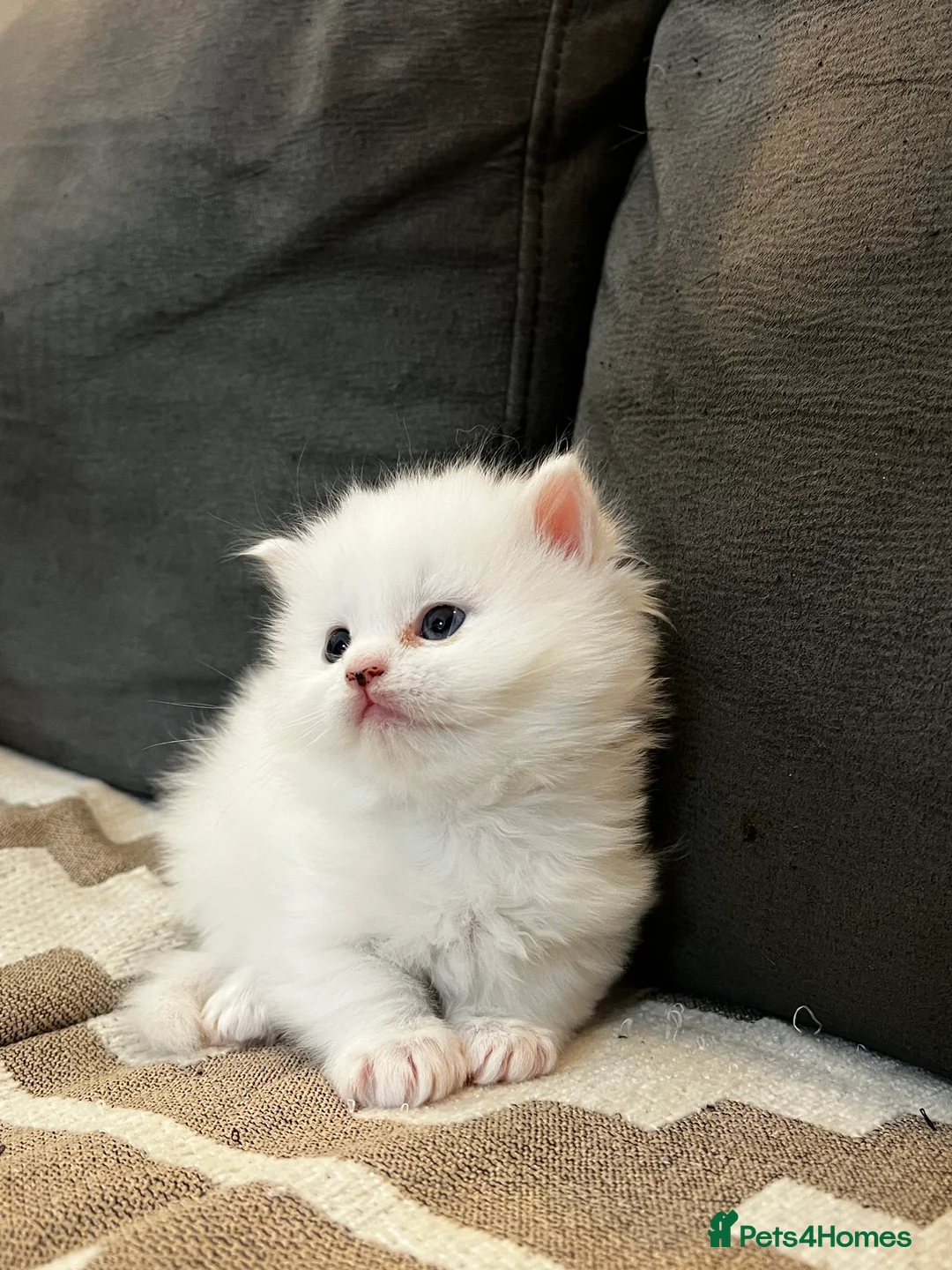 Mixed Breed cats for sale: [Two Kittens] Mainecoon x Turkish Angora Kittens  - Advert 6