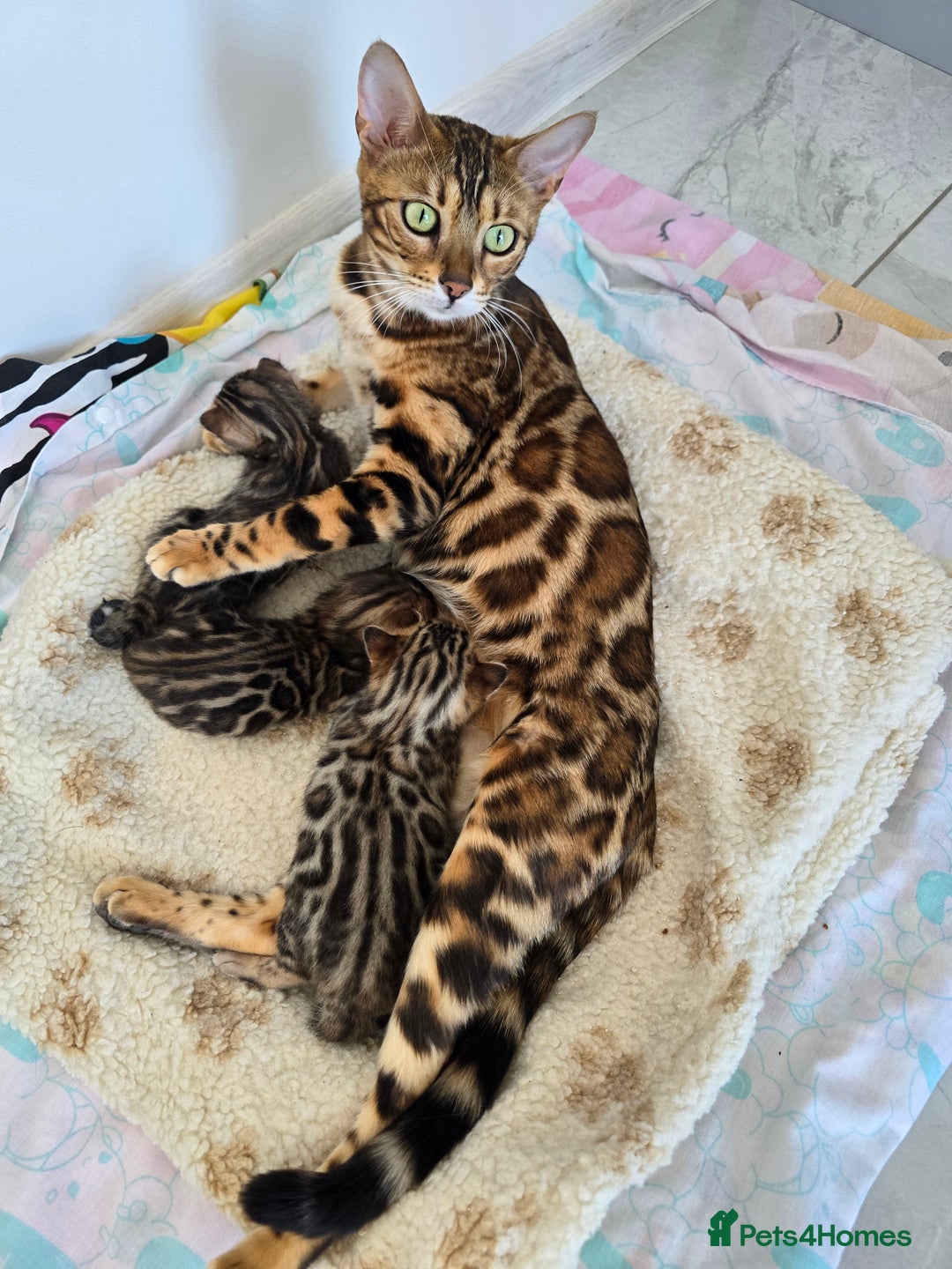 Bengal cats for sale: Stunning bengal kittens READY NOW - Image 19