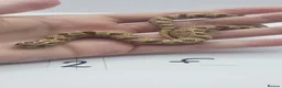 Snake reptiles for sale: Baby Western Hognoses mixed sex and morphs From - Advert 18
