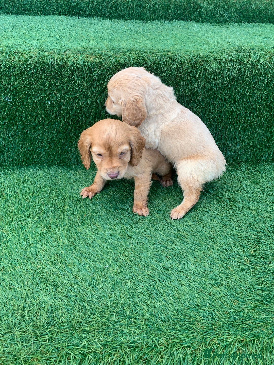 Cockapoo dogs for sale: Cockerpoo puppies  - Advert 12