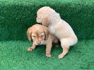 Cockapoo dogs Cockerpoo puppies - Advert 9