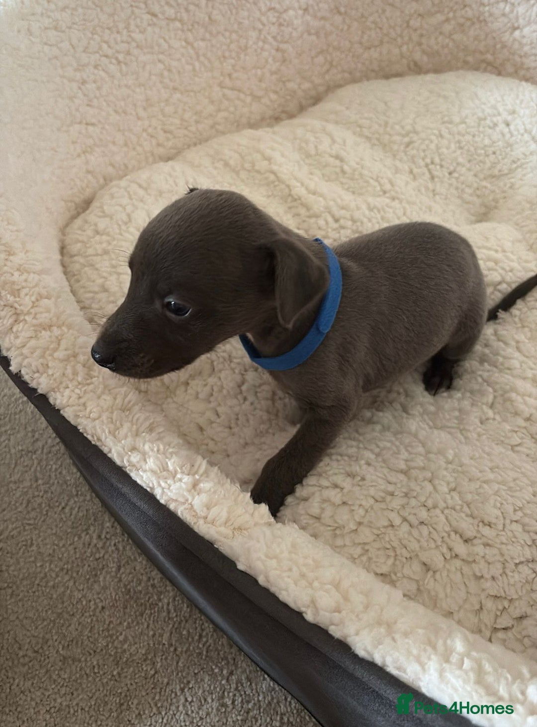 Whippet dogs for sale: KC registered BLUE whippet puppies 100% show type  - Advert 20