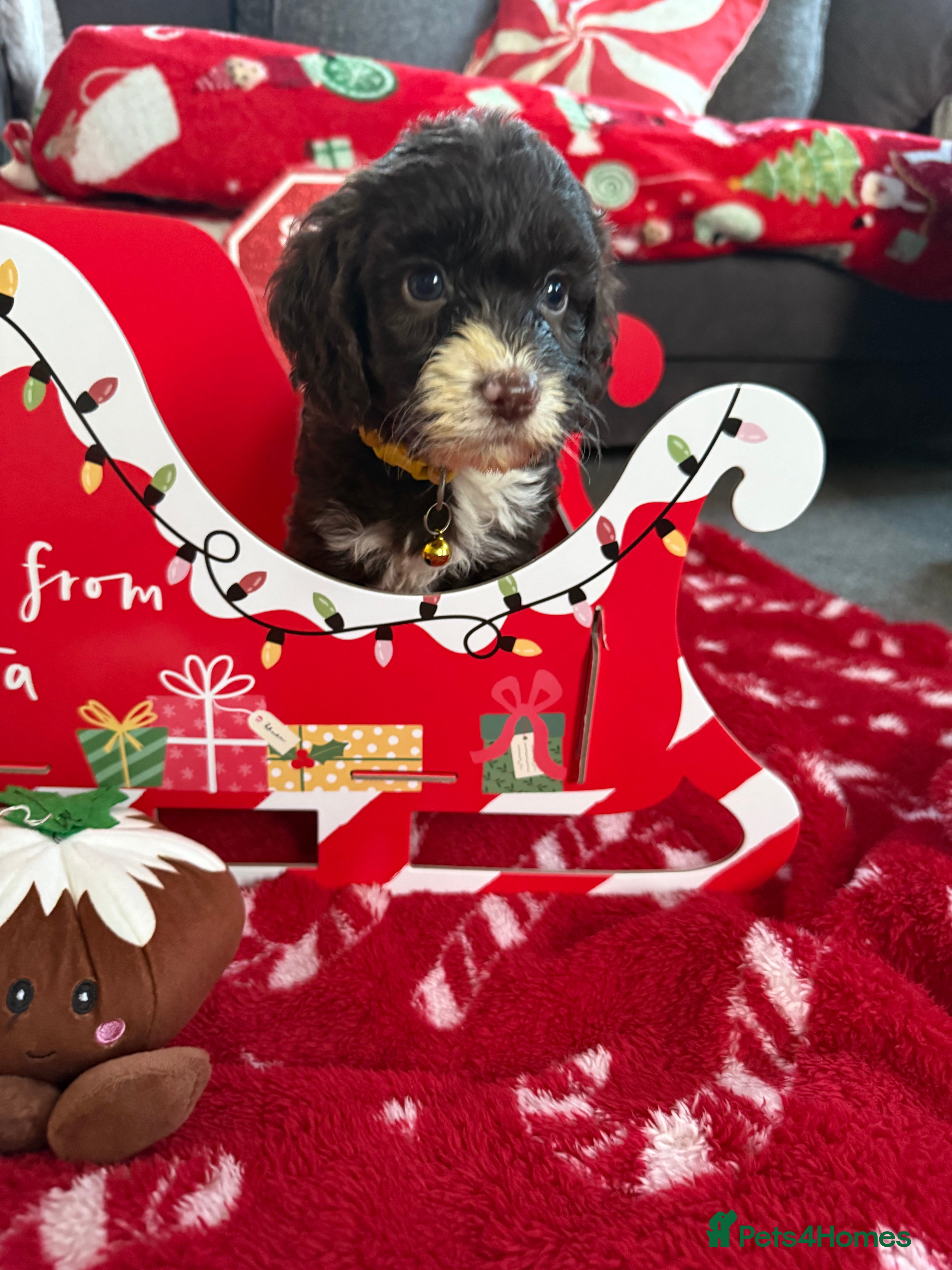 Cockapoo dogs Miniature f1 Cockapoos puppies - Advert 4