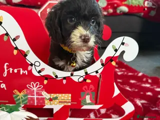Cockapoo dogs Miniature f1 Cockapoos puppies - Advert 18