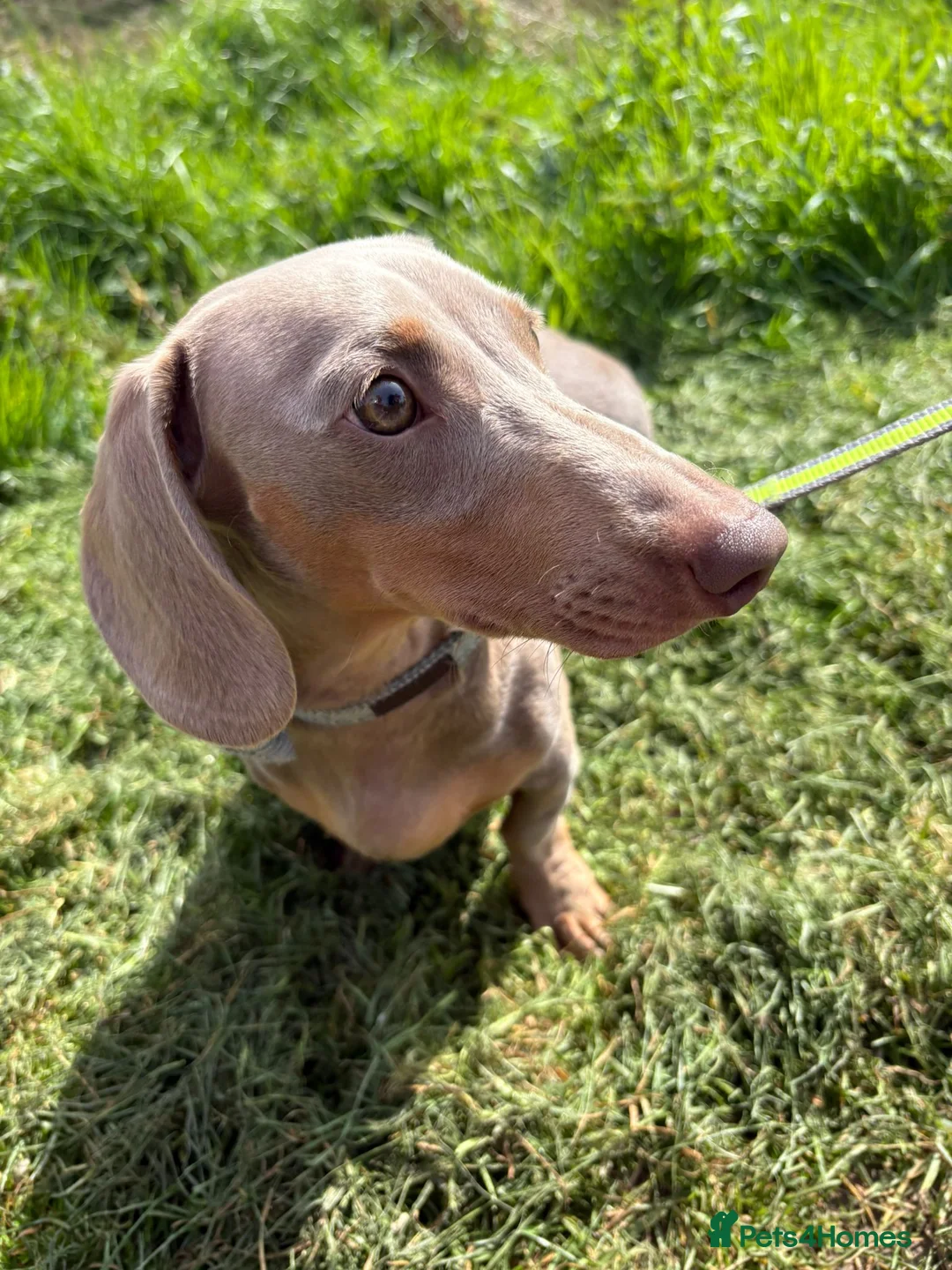 Dachshund dogs for sale: Beautiful Miniature Dachshund Puppy for Sale - Advert 2