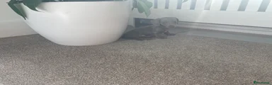 Miniature Dachshund Puppy 5