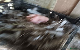 Pigeons birds for sale: Pigeons - Image 8