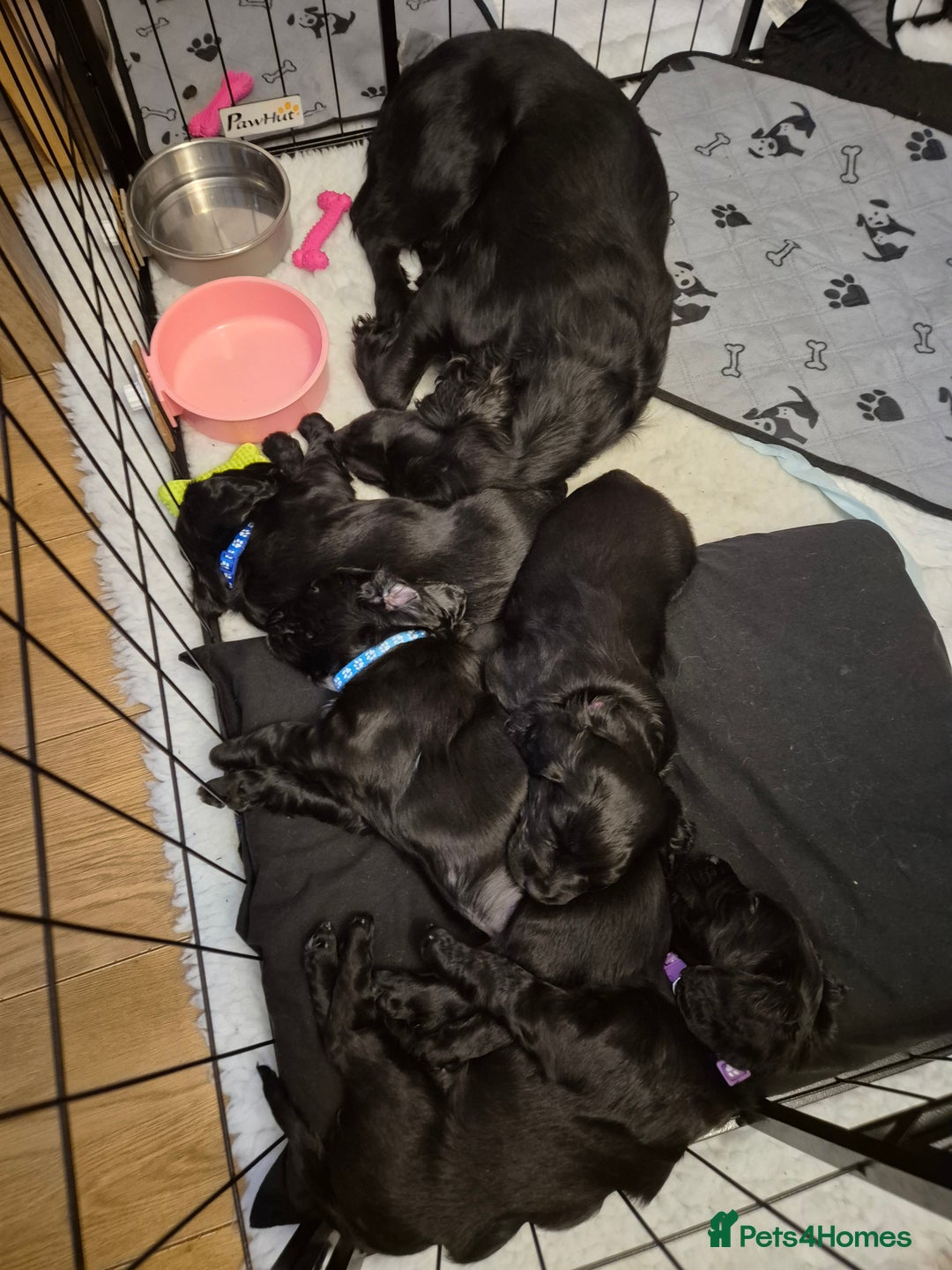 Cocker Spaniel dogs for sale: Stunning Working Cocker Spaniels - Advert 9