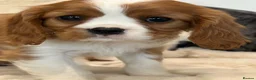 Cavalier King Charles Spaniel dogs for sale: Extensively health tested cavalier pups  - Advert 5
