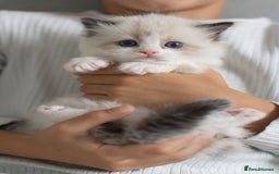 Ragdoll cats for sale: Best Ragdoll Bicolour and Lynx kittens in UK - Image 13