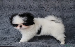 Japanese Chin dogs for sale: female - Image 7