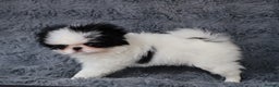Japanese Chin dogs for sale: female - Advert 7