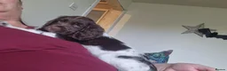 English Springer Spaniel dogs for sale: Outstanding springer boys Ready now! - Advert 3
