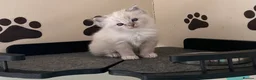 Ragdoll cats for sale: Ragdoll babies  - Advert 7