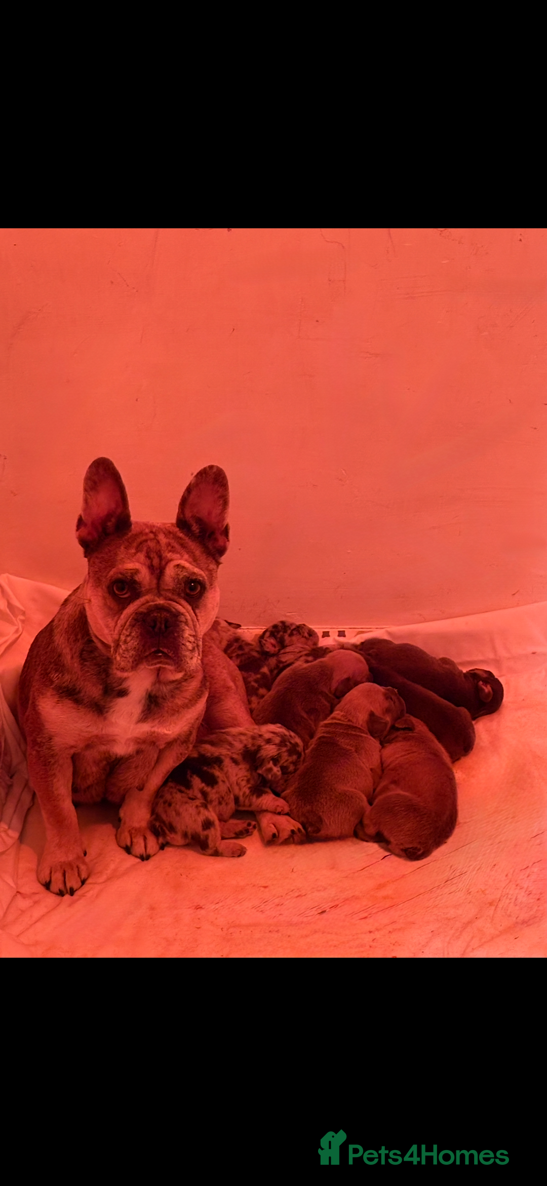 French Bulldog dogs for sale: French bulldog - Advert 2