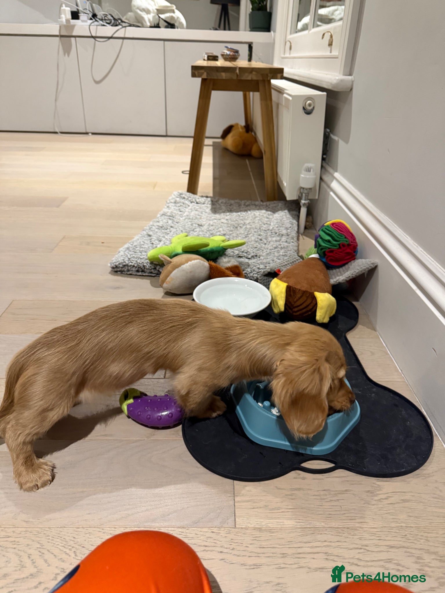 Miniature Dachshund dogs for sale: Cream miniature dachshund  - Advert 5