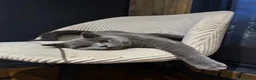 British Shorthair cats for sale: Little Family  in Enfield - Advert 2