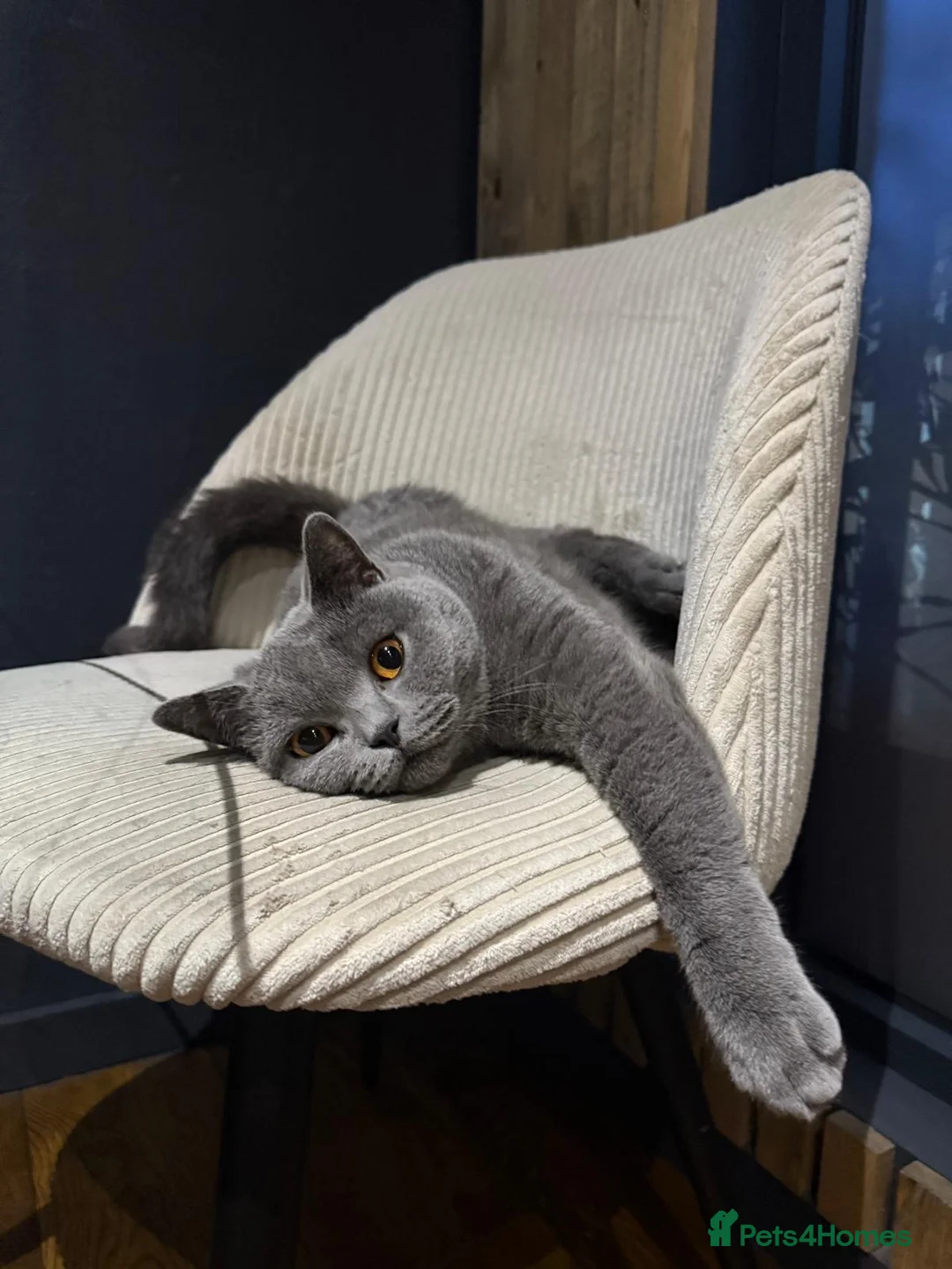 British Shorthair cats for sale: Little Family  in Enfield - Advert 2