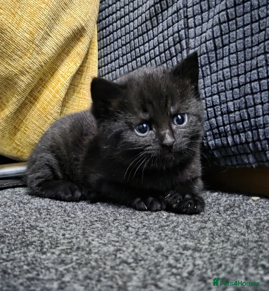 Mixed Breed cats for sale: Female domestic short-haired kittens - Advert 1