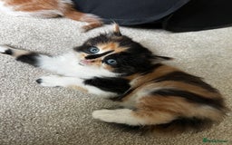 Mixed Breed cats for sale: Fluffy Mixed Breed Kittens For Sale  - Image 20