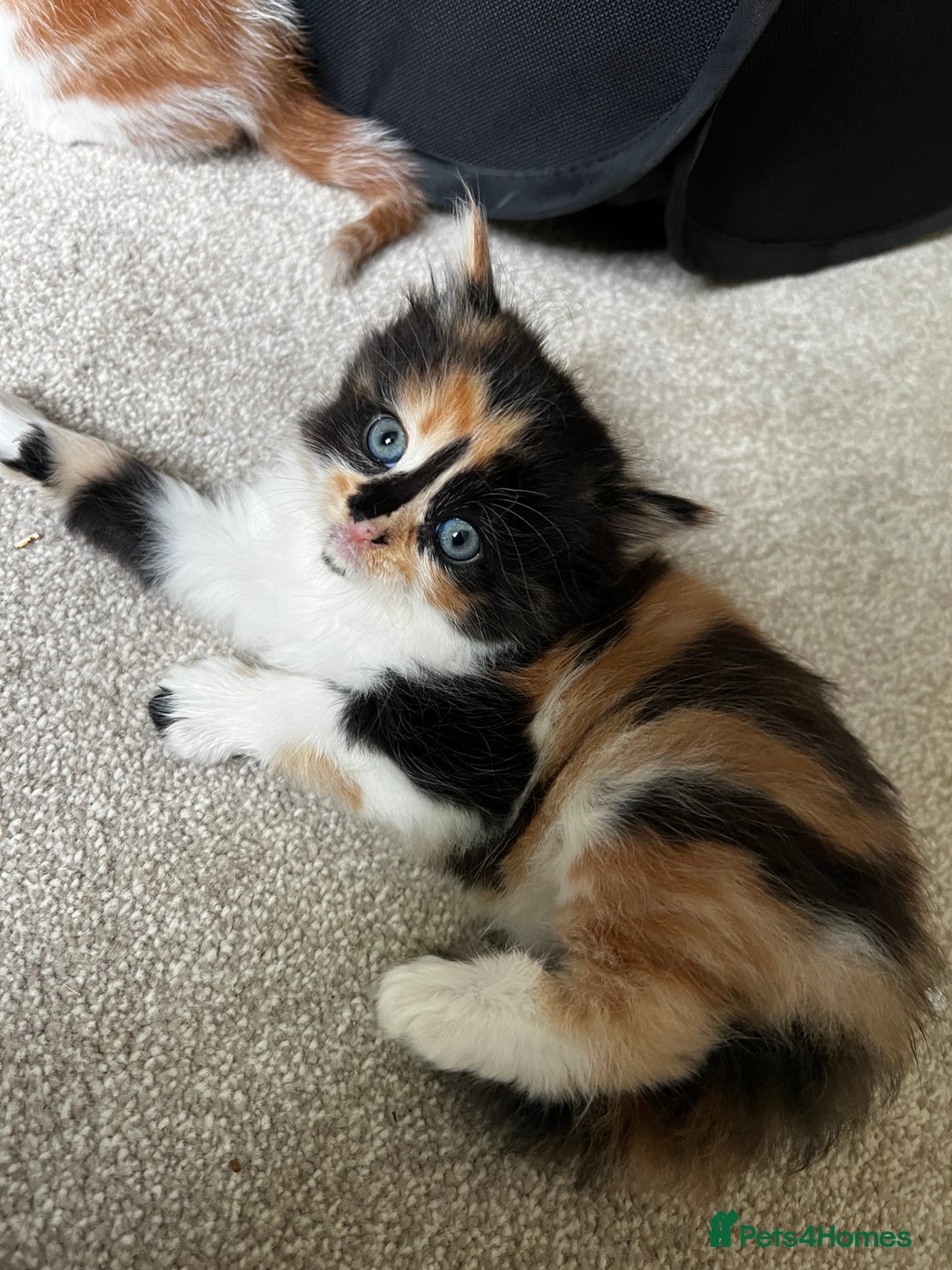 Mixed Breed cats for sale: Fluffy Mixed Breed Kittens For Sale  - Image 20