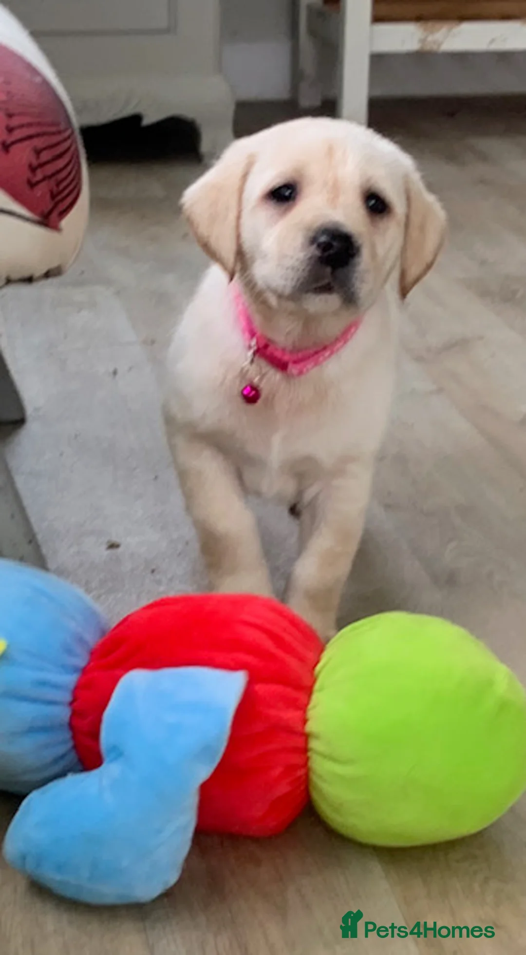 Labrador Retriever dogs for sale: REDUCED! READY TO GO NOW, KC REG YELLOW LAB PUP - Advert 2