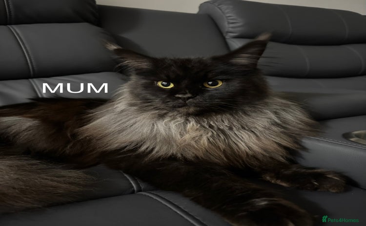 Maine Coon cats - Advert 3
