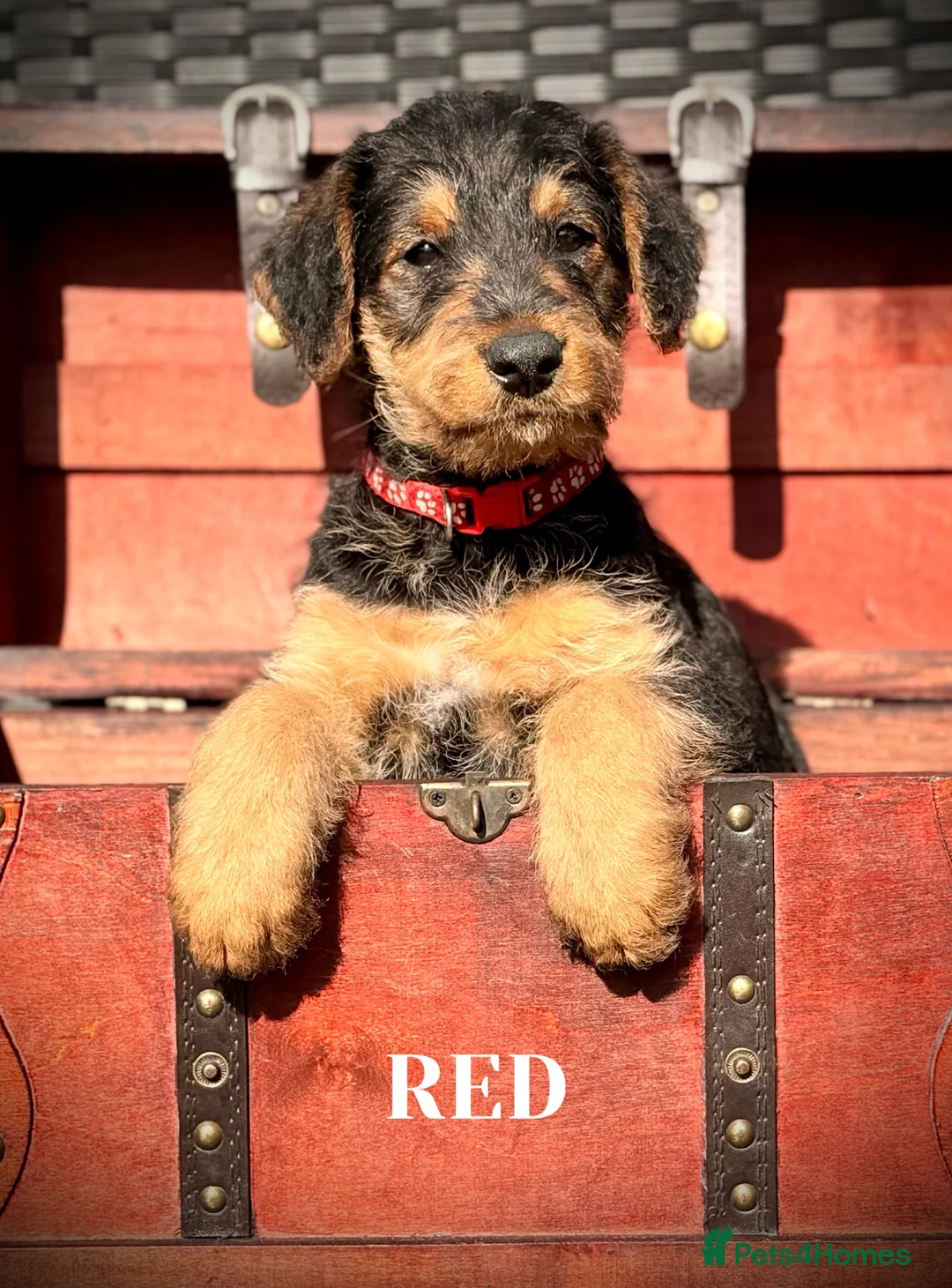 Airedale Terrier dogs for sale: ADORABLE AIREDALE PUPS FROM 5 ⭐️ LICENSED BREEDERS - Advert 2