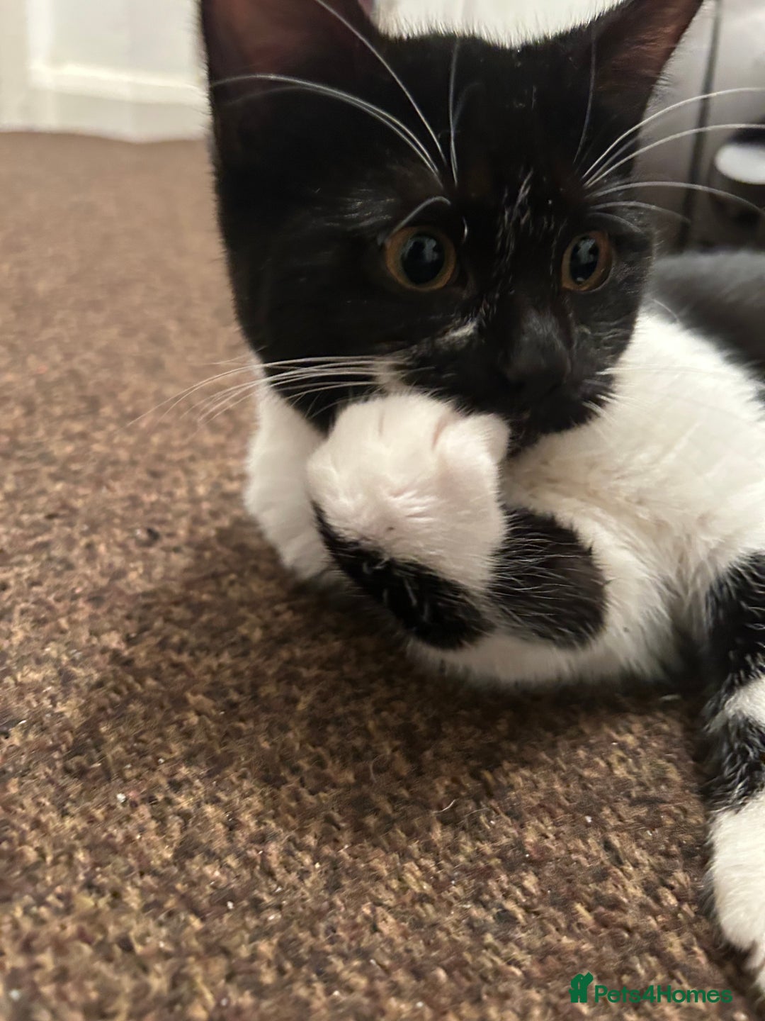 Domestic Shorthair cats for sale: 3 Kittens for sale, 1 boy and 2 girls - Advert 5