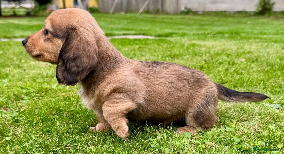 Miniature Dachshund dogs for sale: Red long haired shaded red  - Image 9