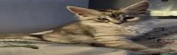 Maine Coon cats for sale: Beautiful TICA registered Maine Coon kitten's  - Advert 8
