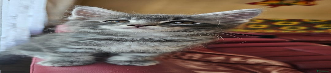 Maine Coon Kitten 2