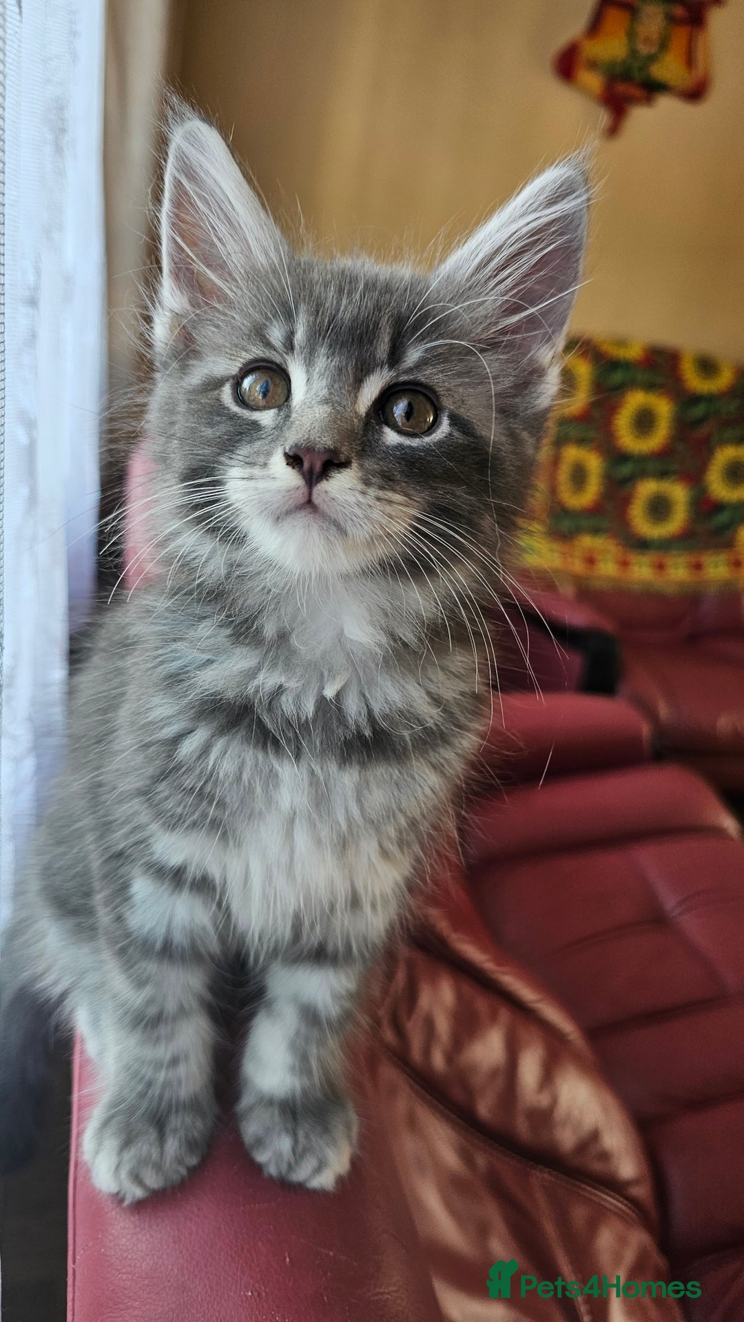 Maine Coon cats for sale: LARGE BREED Maine Coon cross  - Image 13