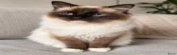 Birman cats for sale: Birman Kittens - Advert 9