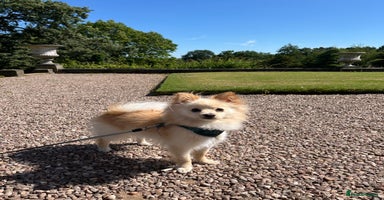 Pomeranian dogs - Advert 7