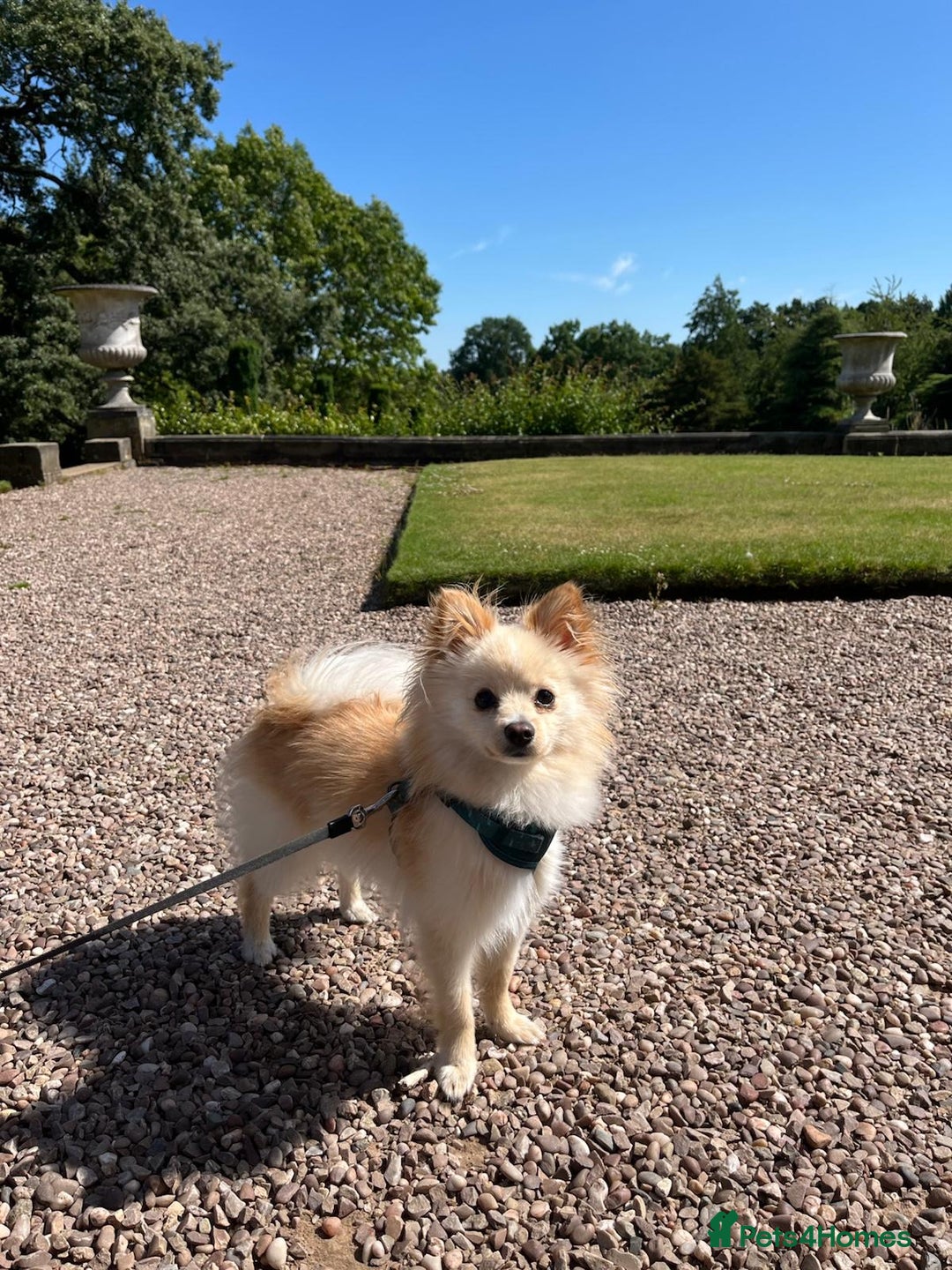 Pomeranian dogs for stud: Pomeranian proven stud - Image 2
