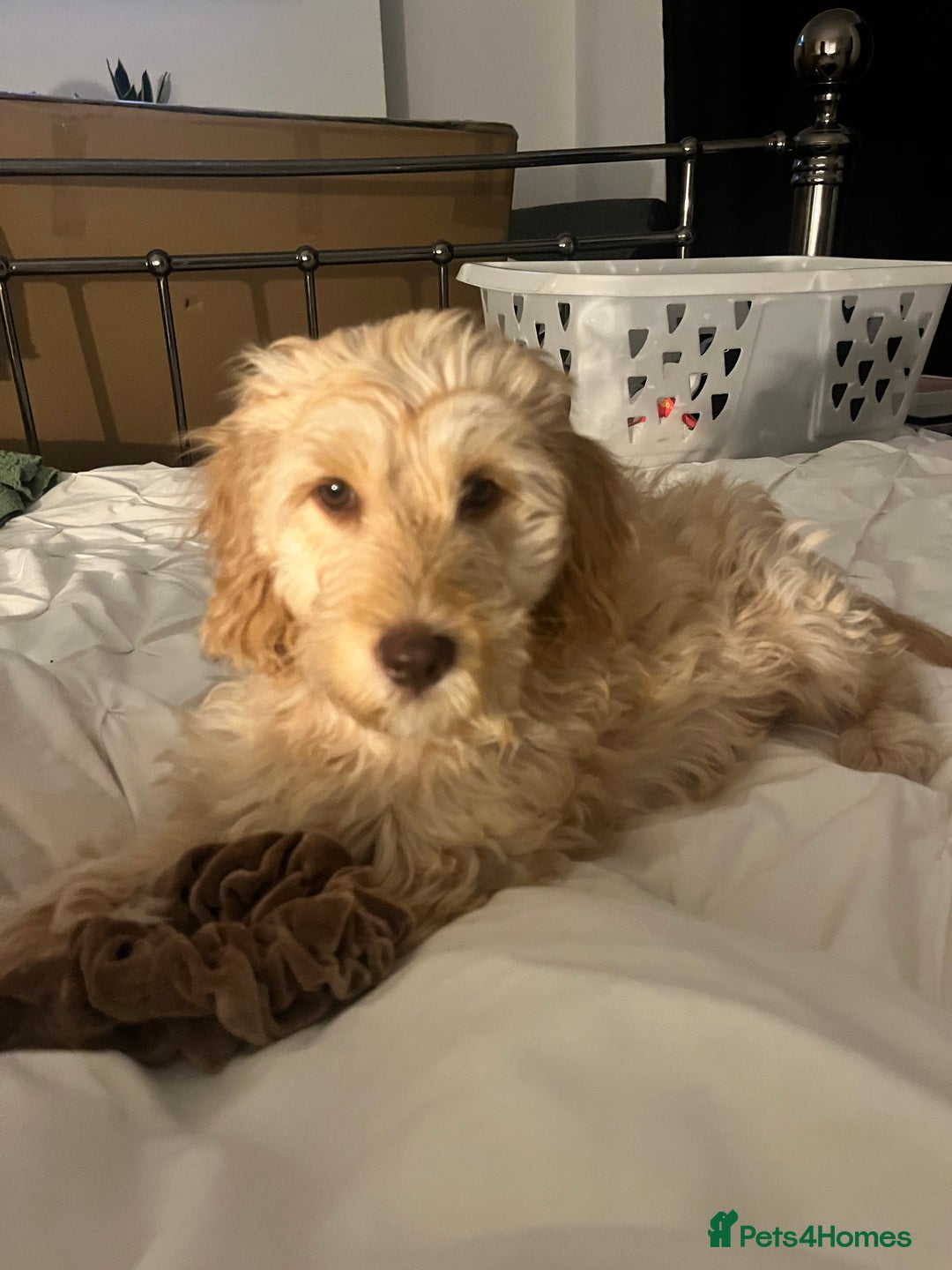 Cockapoo dogs for sale: Beautiful cockapoo - Image 2