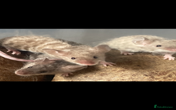 Mouse rodents for sale: Beautiful fancy mice looking for forever homes - Image 2