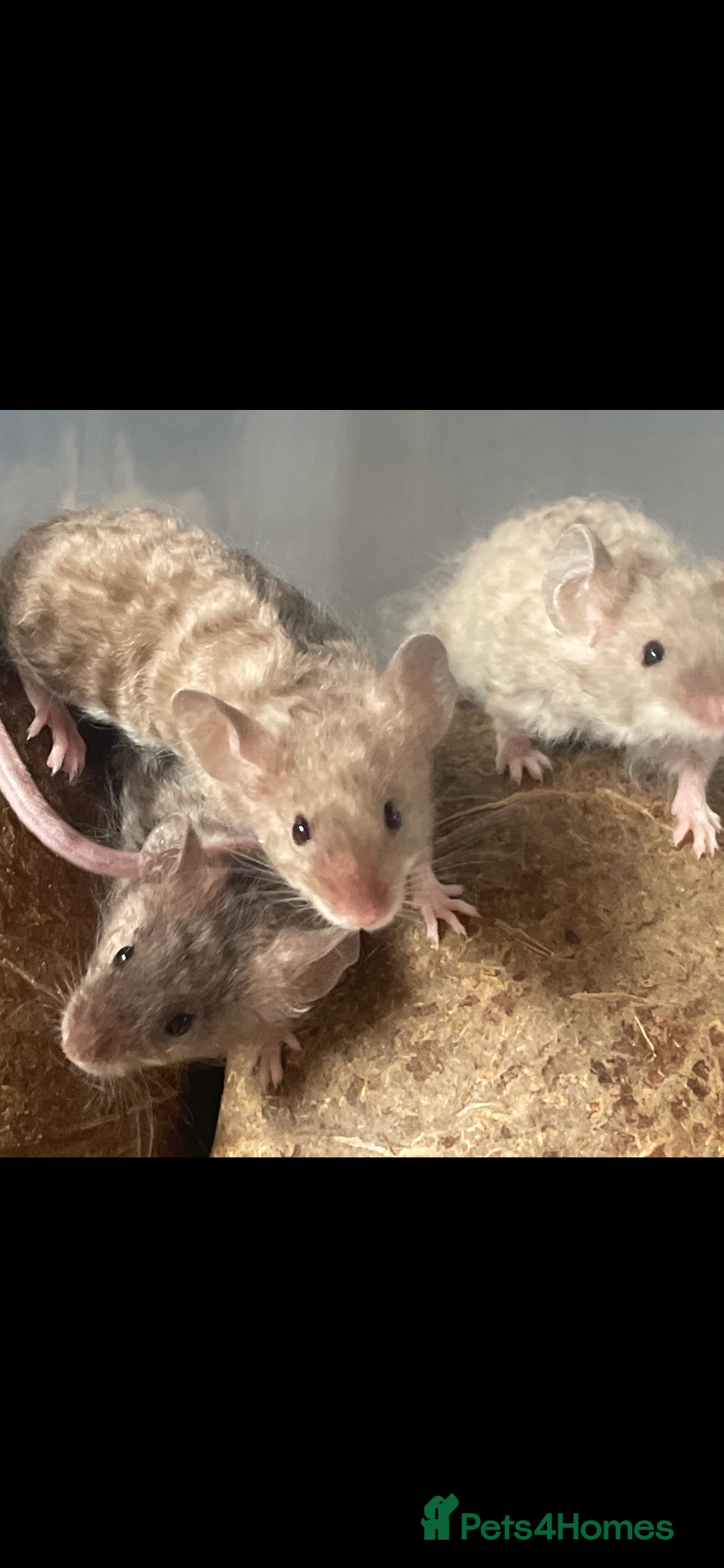 Mouse rodents for sale: Beautiful fancy mice looking for forever homes - Image 2