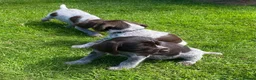 German Wirehaired Pointer dogs for sale: KC Registered German Wirehaired Pointer Puppies - Advert 8