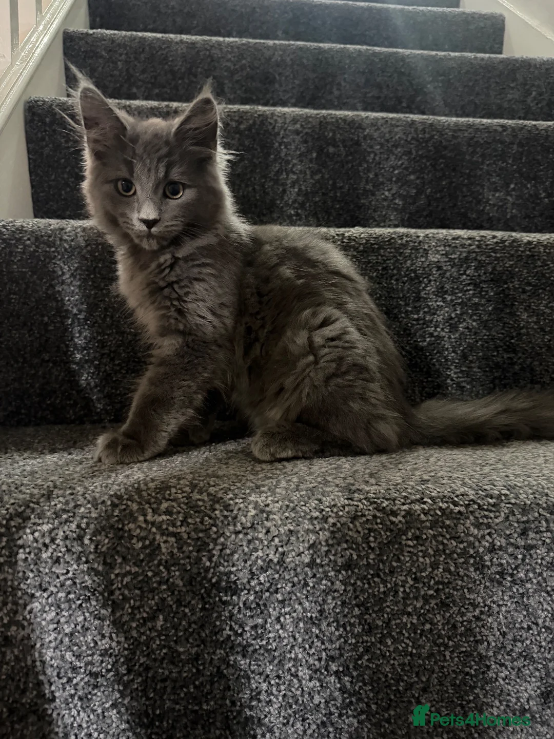 Maine Coon cats for sale: Maincoon kittens  - Advert 2