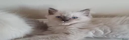 Ragdoll cats for sale: Ragdoll Kittens ready now - Advert 4